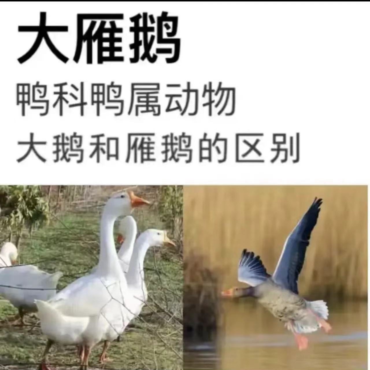 【到手两只】京东冷链鹅整只新鲜雁鹅肉散养大鹅东北农家速冻包邮