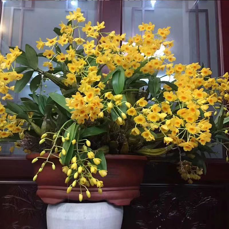【祥馨兰业】鼓槌石斛兰盆栽花卉绿植成熟植株可食用高原基地直发