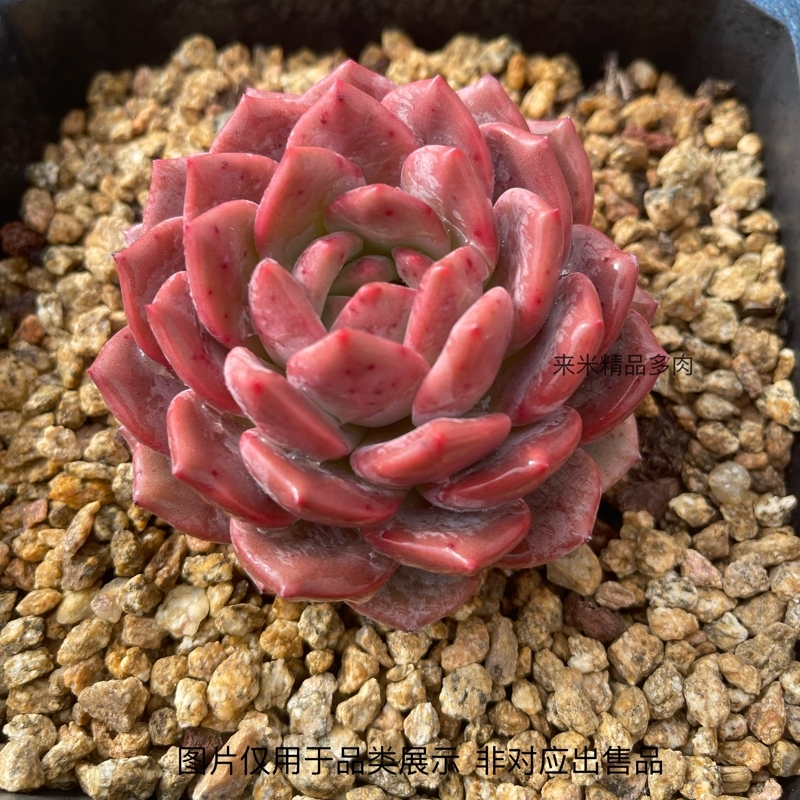 【来米精品多肉】云南多肉直播一物一拍精品多肉随拍即所得