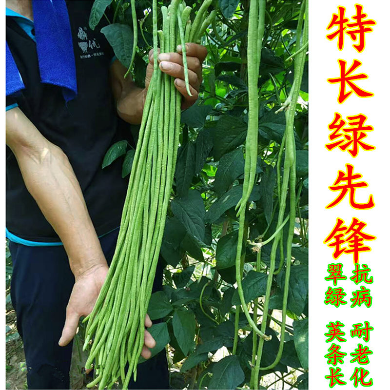 特长绿先锋豇豆种子翠绿长豆角籽高产早熟白籽孑庭院四季蔬菜包邮