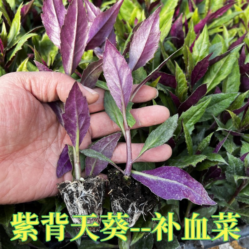 紫背天葵苗补血菜红背菜观音菜秧苗四季蔬菜紫色血皮菜天然耐寒秧