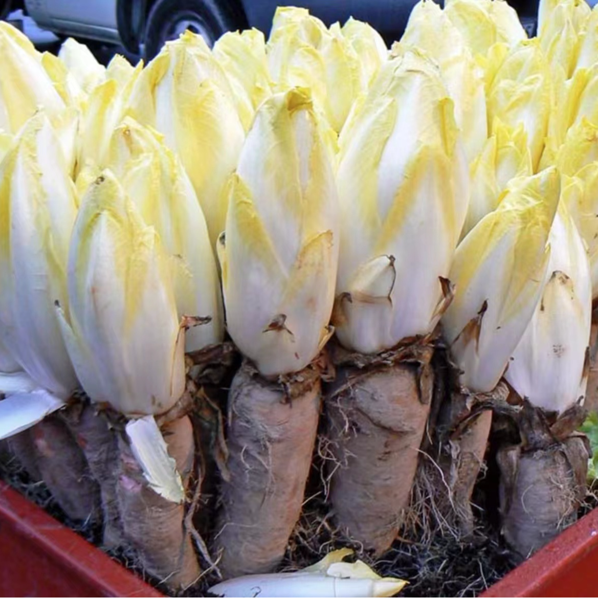 金玉兰菜根种苗紫玉兰软化菊苣根种子家庭小院