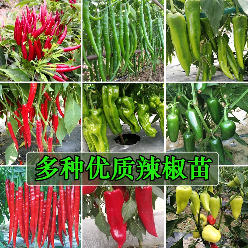 各种辣椒苗香辣螺丝椒薄皮尖椒线椒甜椒种苗庭院盆栽蔬菜