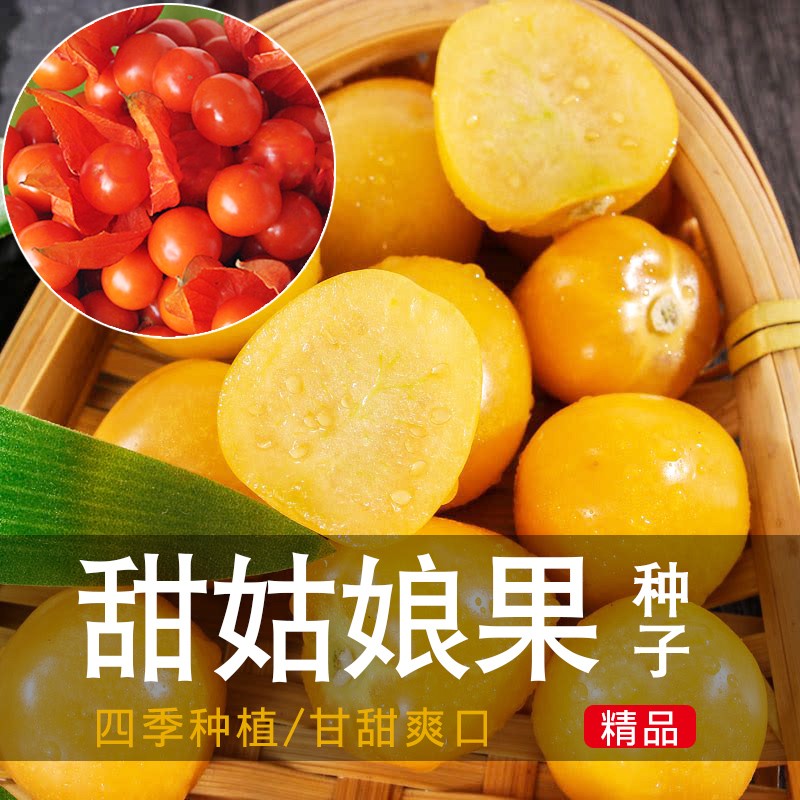 菇娘果种籽东北红黄姑娘果灯笼果种子粒粒甜水果阳台盆栽四季包邮