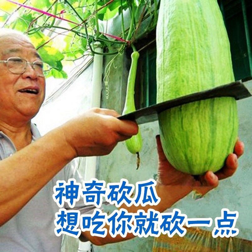 神奇砍瓜种子南瓜随吃随砍春夏秋季蔬菜种子简单易种