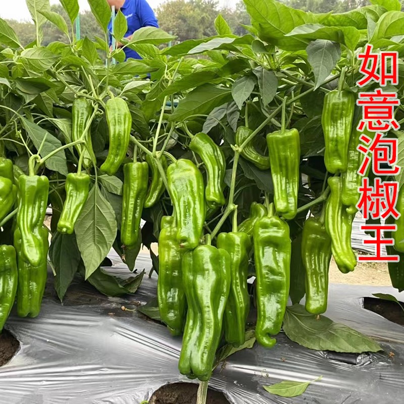 薄皮如意泡椒王辣椒种子秧苗高产虎皮皱皮辣椒种籽苏椒孑蔬菜包邮