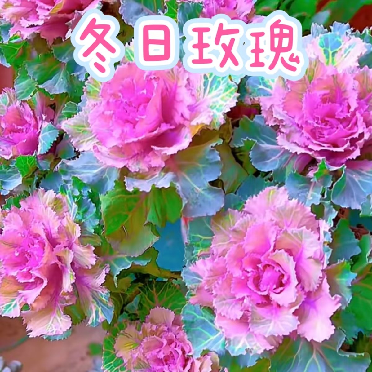 【冬日玫瑰】耐寒耐热羽衣甘蓝盆栽庭院观赏植物
