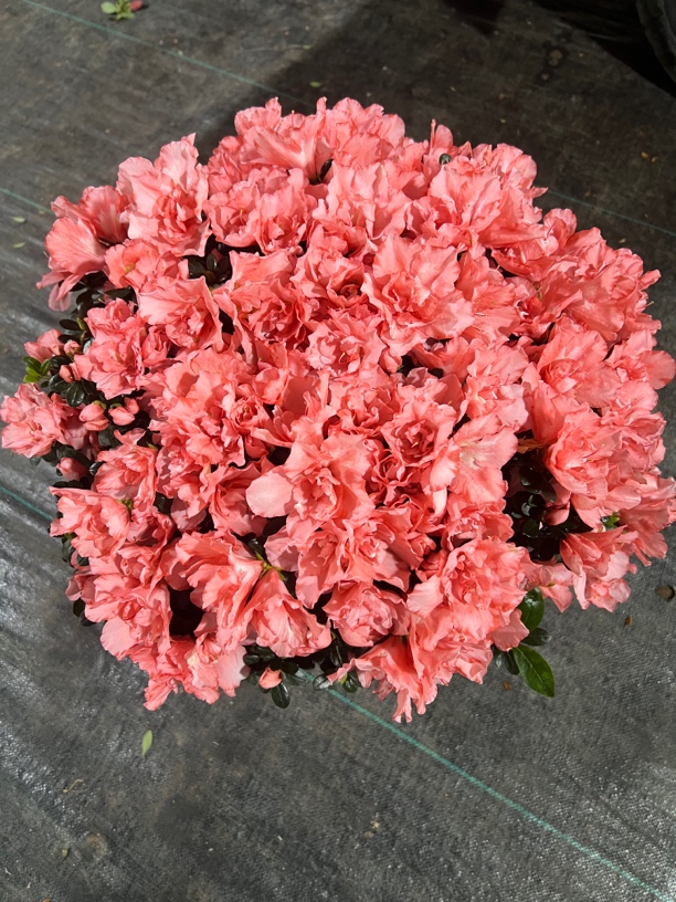 【巴黎粉】花中皇后