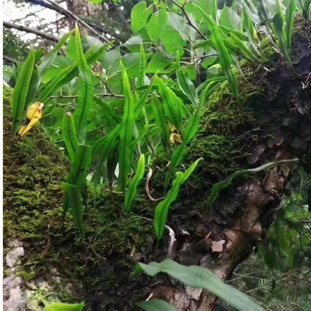 3000米高海拔藏青茶草叶【50克】