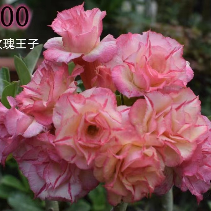 沙漠玫瑰，玫瑰王子，基地直销