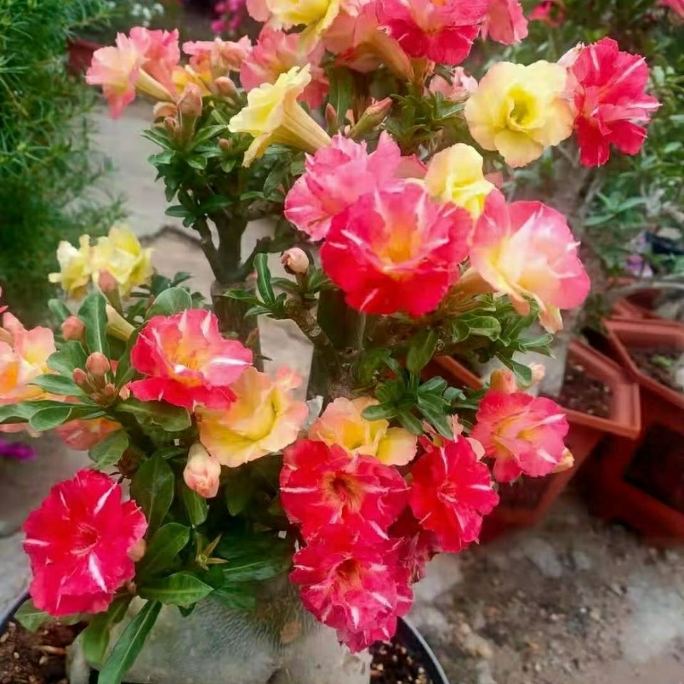 沙漠玫瑰，变色龙，基地直销