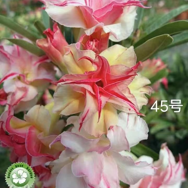 沙漠玫瑰“慈颜”基地直销越南球妹