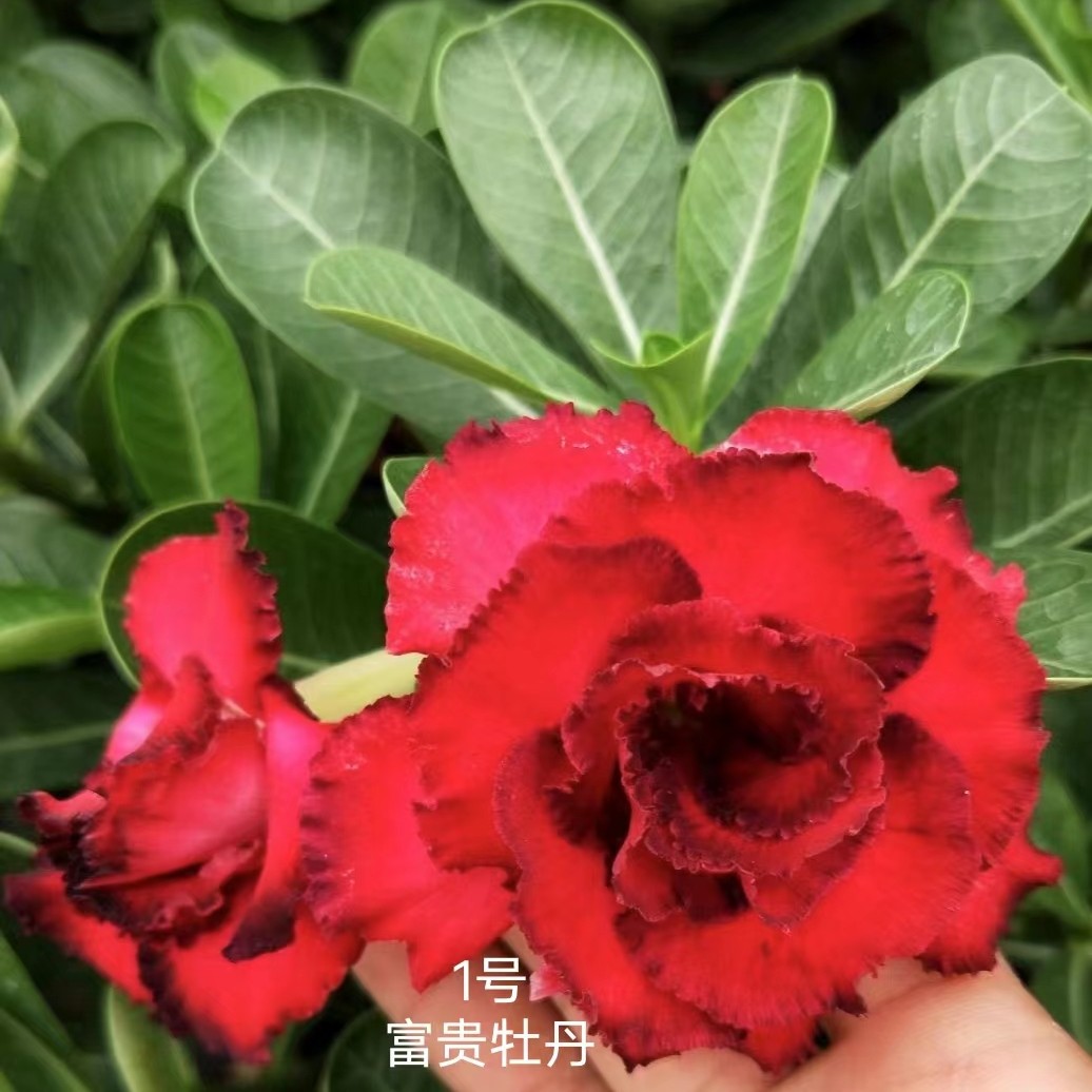 沙漠玫瑰“富贵牡丹”基地直销