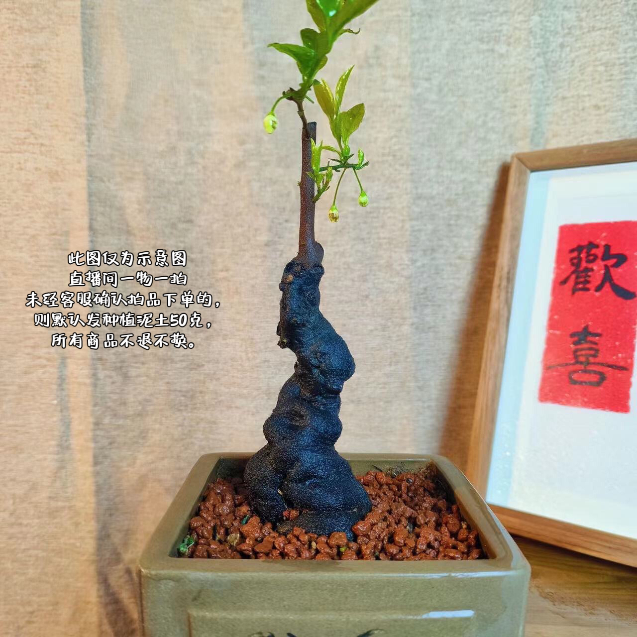 金弹子、老鸦柿熟桩 ，茶台，掌玩小品盆景【直播间专属链接一物一拍】