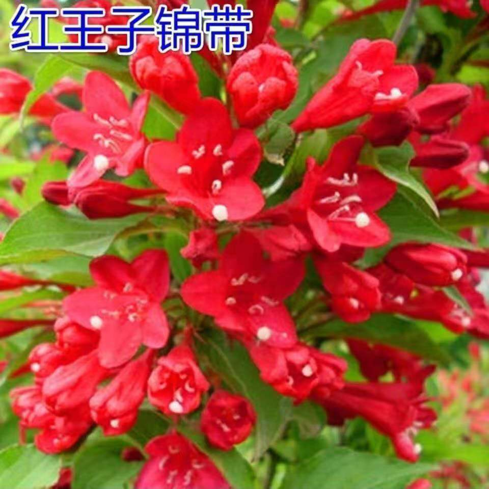 红王子绿植锦带花苗基地直销耐寒耐旱庭院红色灌木植物工程苗木