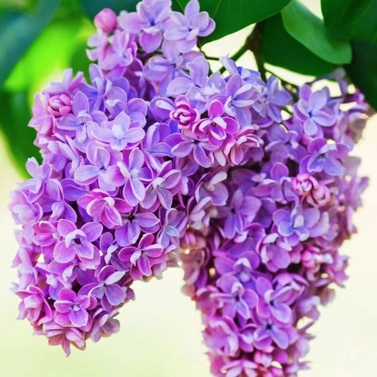 枝干树苗浓香型四季开花植物南北方室内外庭院盆栽花卉大全耐寒