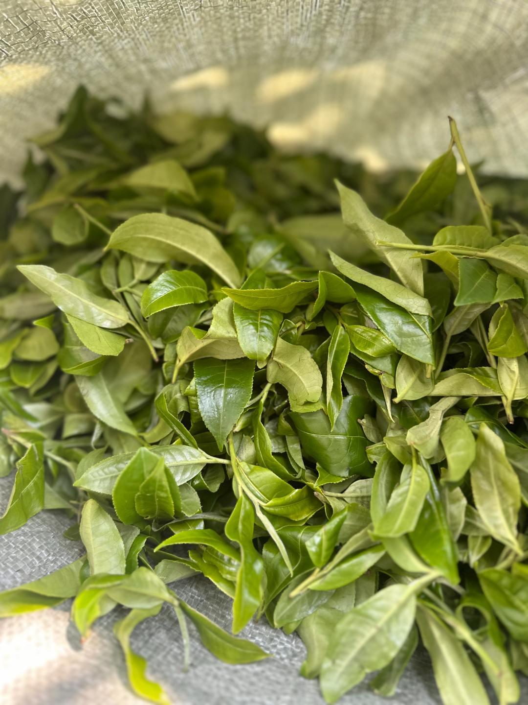 2025年 犀牛塘古树 生茶100克