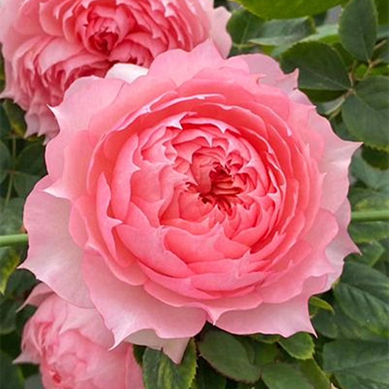 莫妮卡戴维 月季花苗盆栽阳台庭院四季开花植物玫瑰花苗