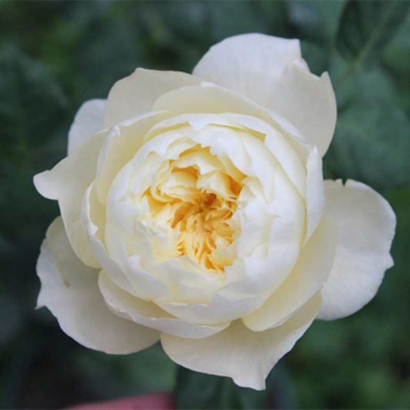 龙猫月季花苗 变色切花盆栽阳台庭院四季开花植物玫瑰花苗原盆土