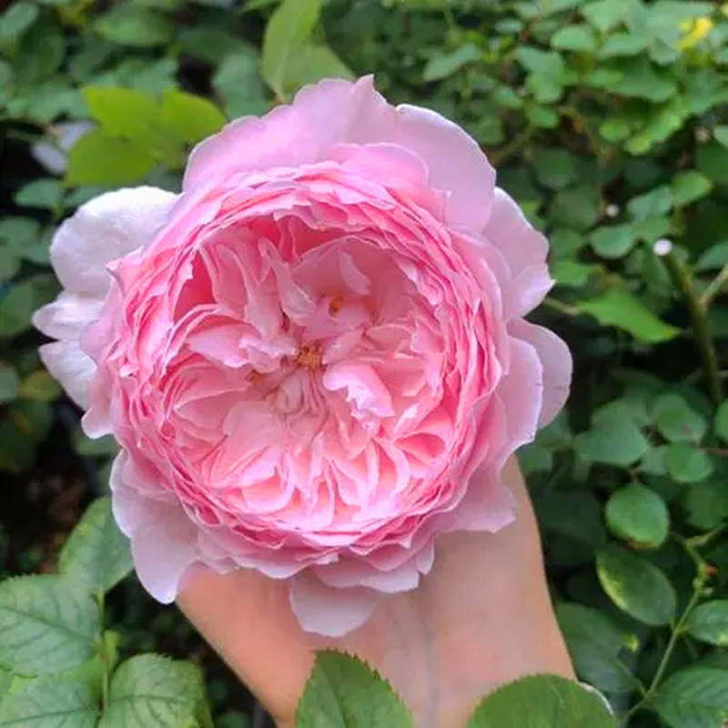 美咲 阳台垂钓月季花苗盆栽阳台庭院四季开花植物玫瑰花苗原盆土