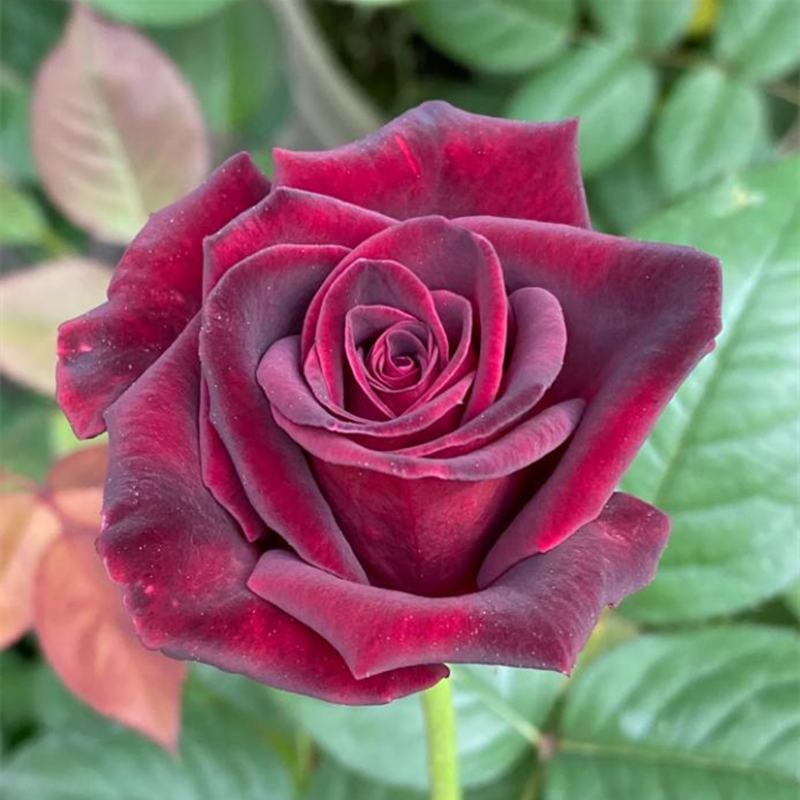 黑巴克 切花月季花苗盆栽阳台庭院四季开花植物玫瑰花苗原盆土