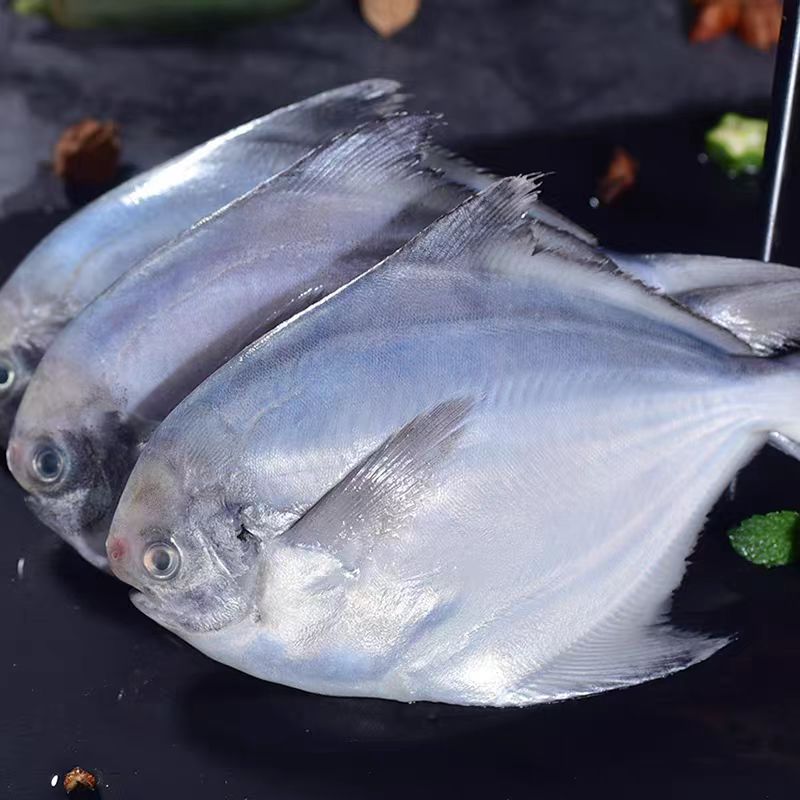 500克 鲜平鱼 银鲳鱼 