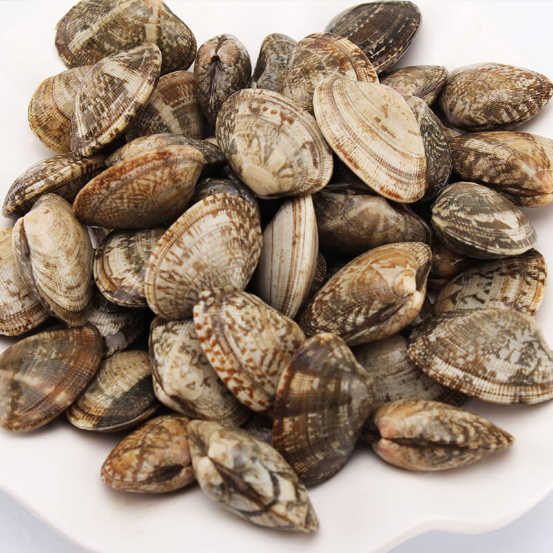 500g新鲜花甲 海鲜鲜活 花蛤