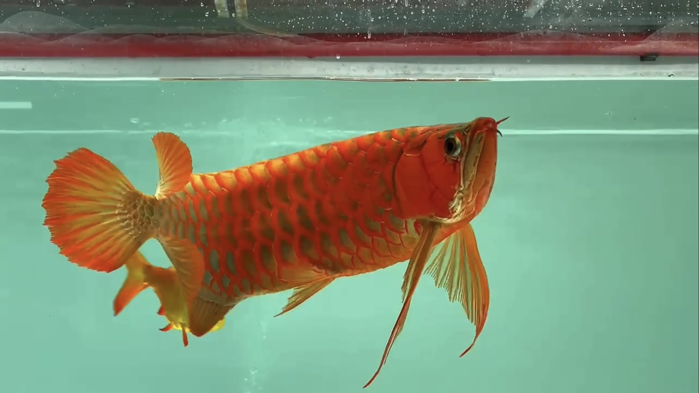 红细胞RED-Enzo 成体龙鱼66cm 总冠军