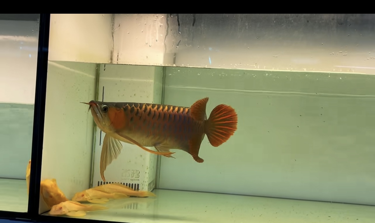 红细胞RED-Enzo 中龙鱼 48cm