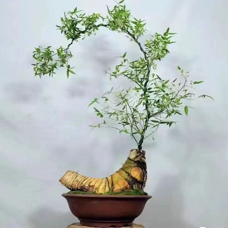 盆栽 小叶簕竹 四季绿植 新桩 熟桩