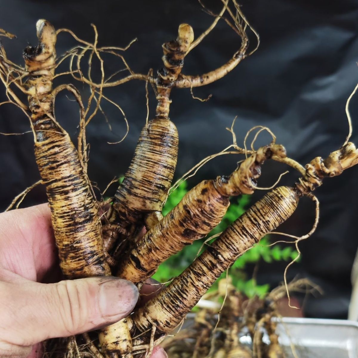 长白山新鲜池底参高货(一斤)