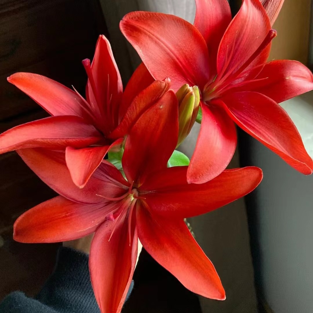 【云南昆明鲜花直发】红宝石亚百合 （小花苞）