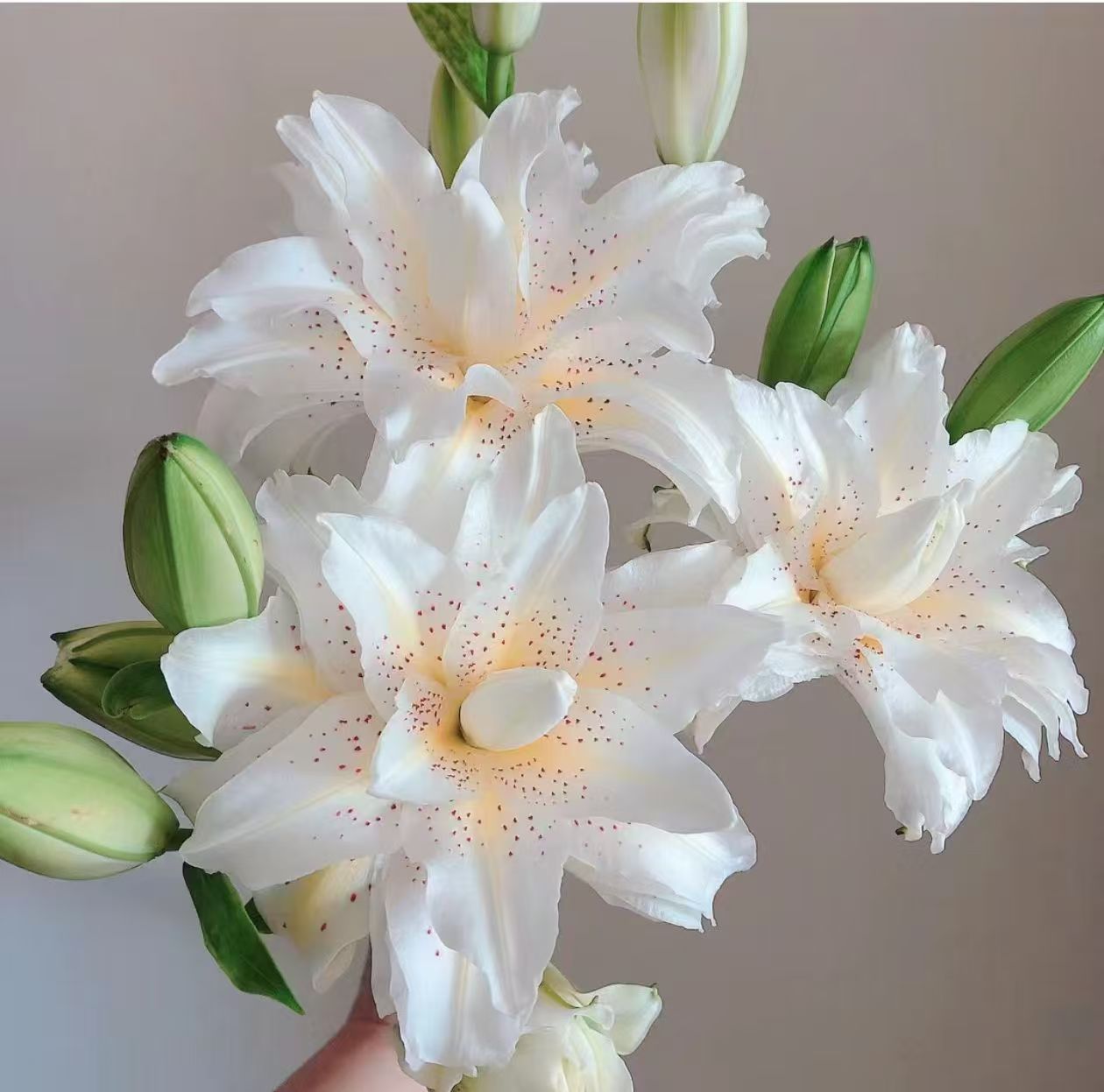 【云南昆明鲜花直发】 白拉菲 重瓣香水百合 