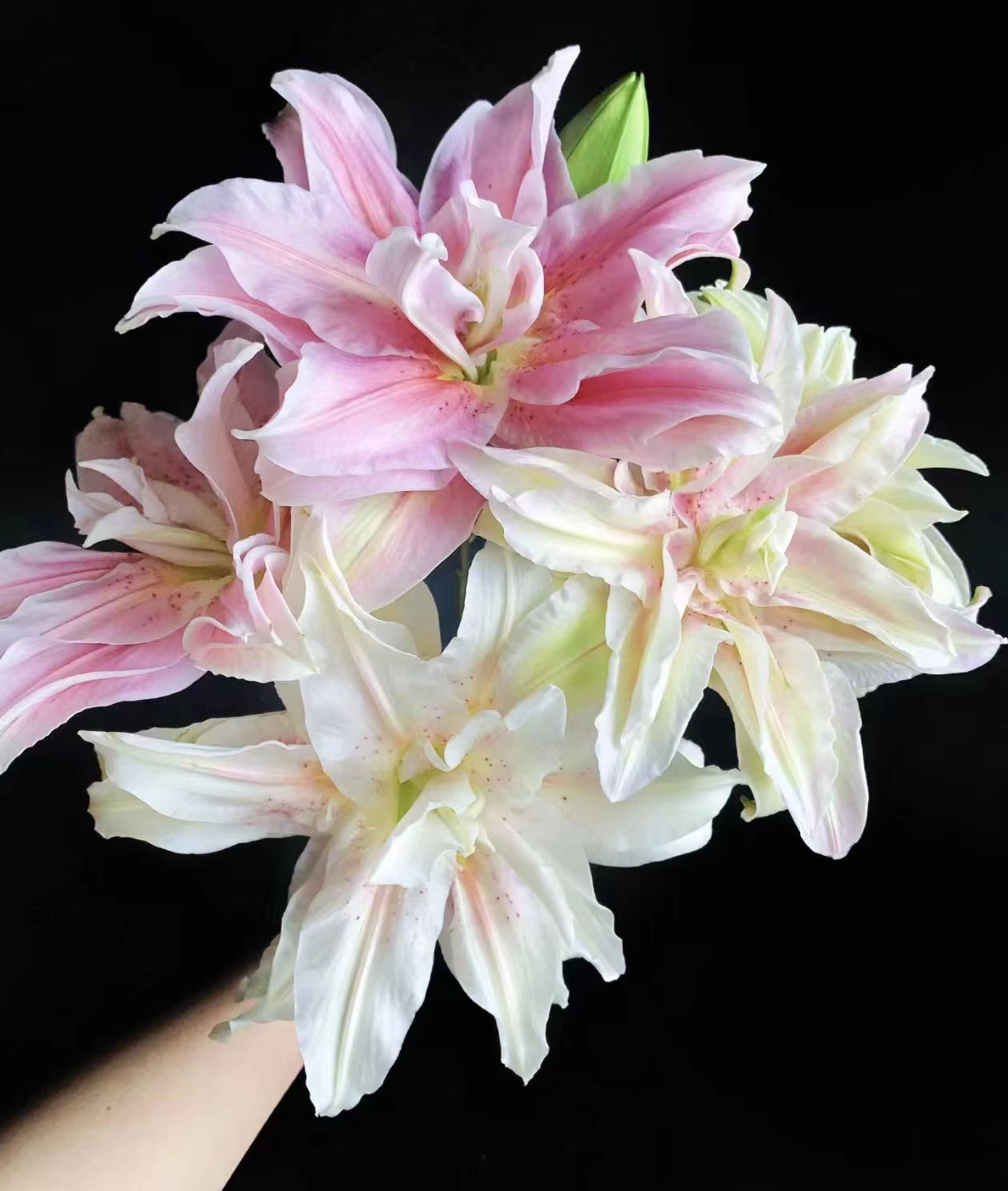 【基地直发】百变女王  重瓣百合  鲜花