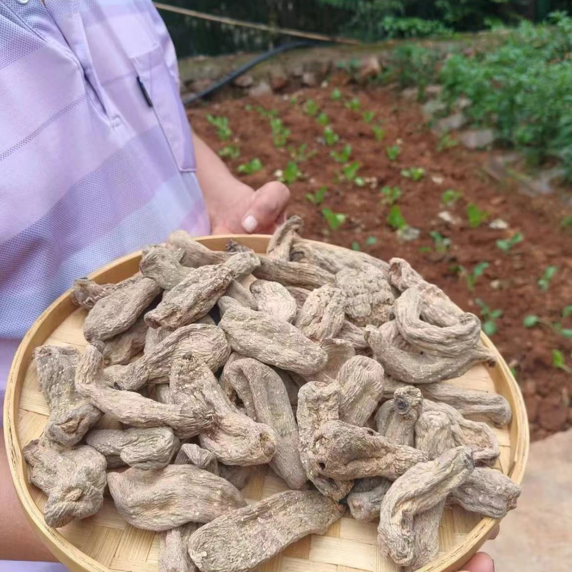 【乌天麻】净重250g-500g