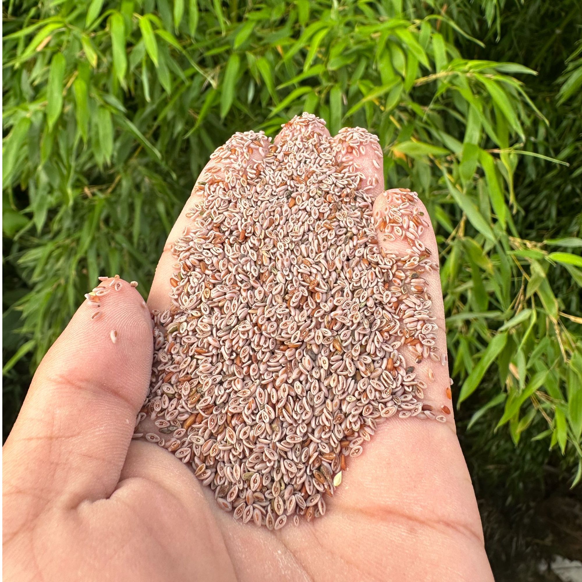 【藏莲荚】净重250g-500g