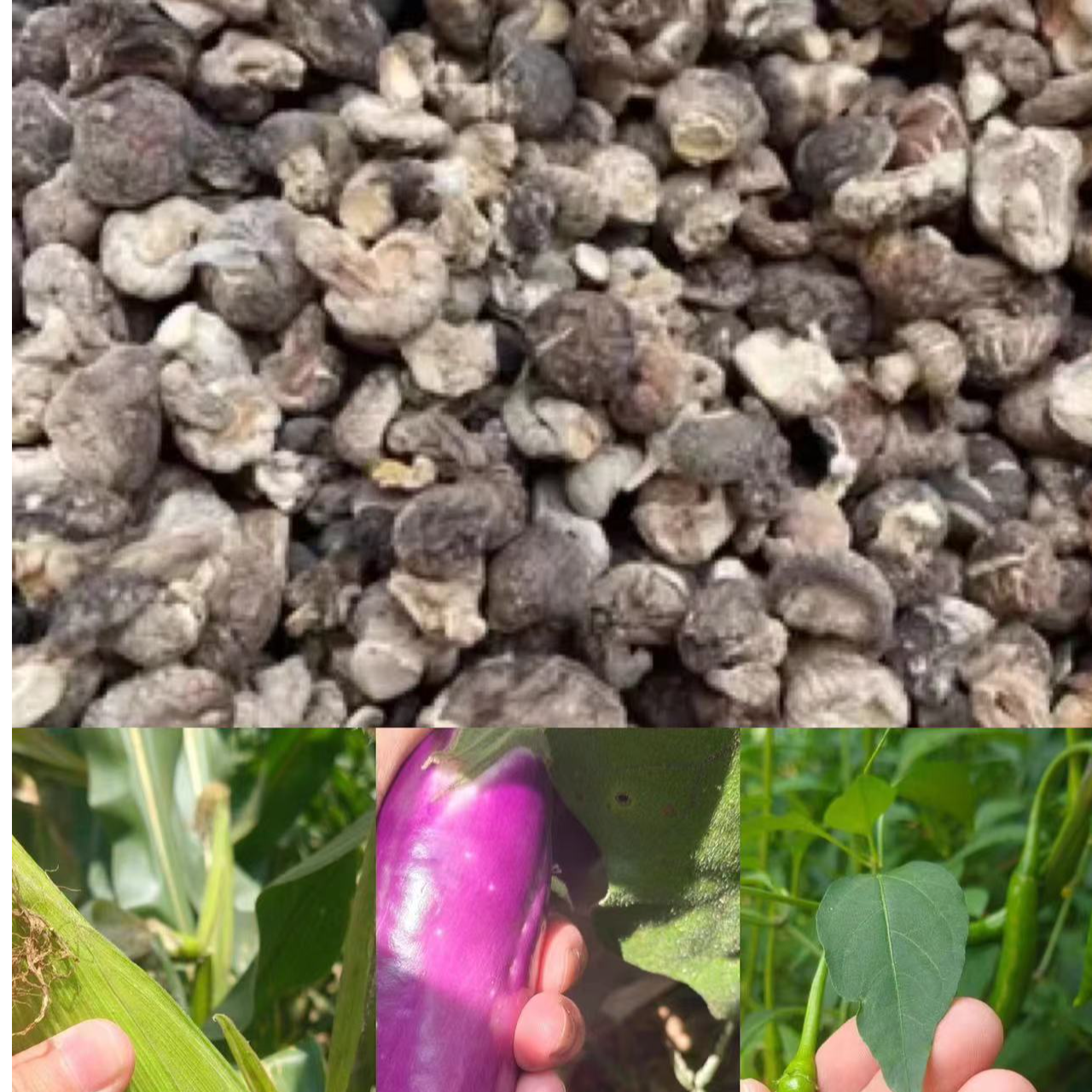 【香菇】净重-250g