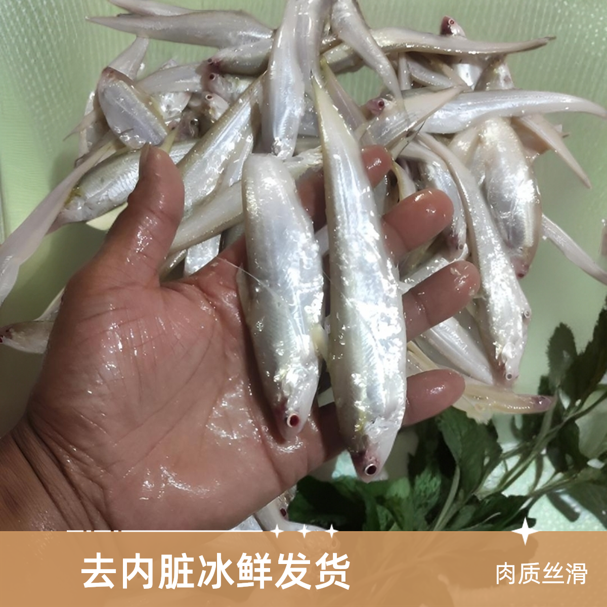 微山湖野生  毛刀鱼 《直播专用》