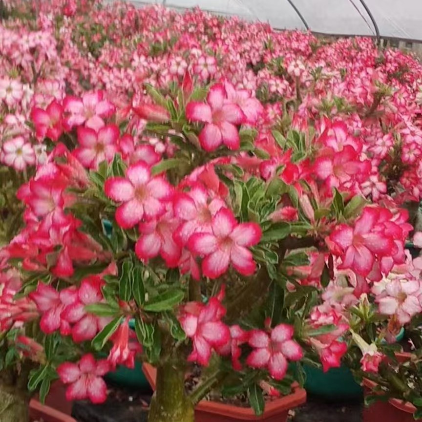 偏远地区绿植盆栽沙漠玫瑰花卉盆栽盆景鲜花沙漠玫瑰盆栽夹竹桃