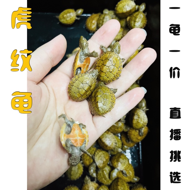 光耀龟业环球龟业虎纹龟蛋龟深水龟冷水龟龟苗宠物龟活体小苗龟