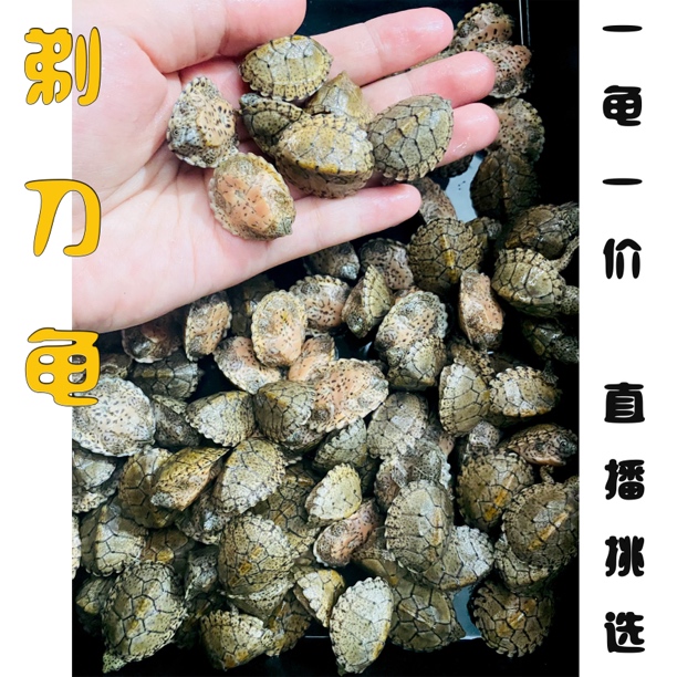光耀龟业环球龟业剃刀麝香龟蛋龟深水龟冷水龟家庭宠物龟活体龟