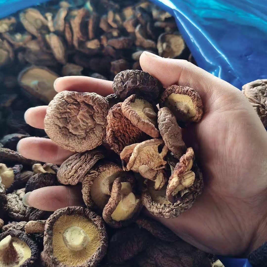 素素推荐香到外婆家的栋木香菇干货500g 黑面菇