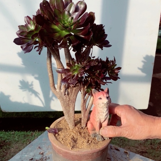 黑法师缀化多肉1颗