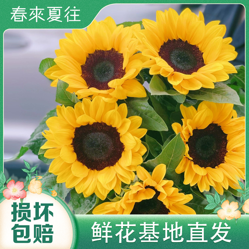 【春来夏往】向日葵鲜花 云南基地直发水养鲜切花插花