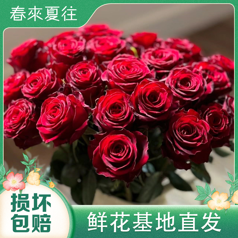 【红玫瑰鲜花】云南鲜花基地直发 鲜切花 客厅家居摆件插花 优质 