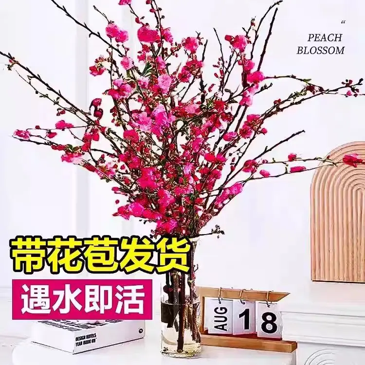 【年宵花】干枝红梅遇水开花带花苞红梅花枝耐寒好养飘香新年装饰品