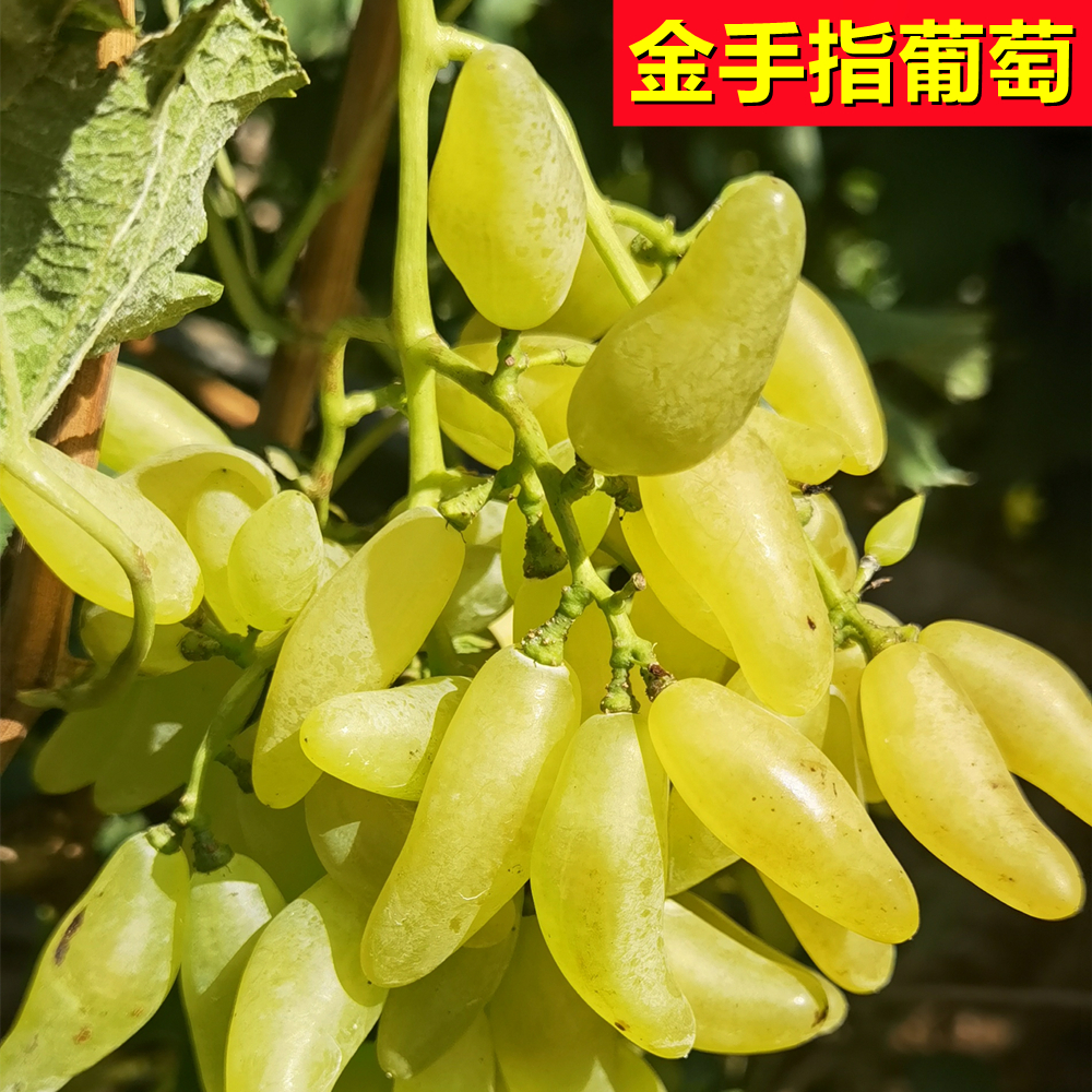 对门沟金手指葡萄纯甜提子5斤9斤装大连营城子自家果园现摘现发