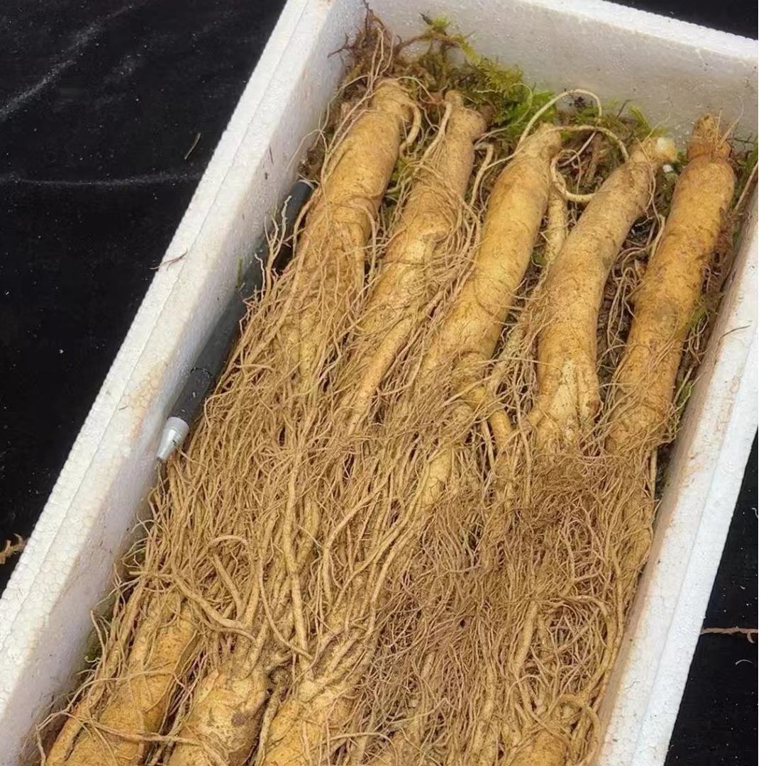 新鲜园参8-10支500g