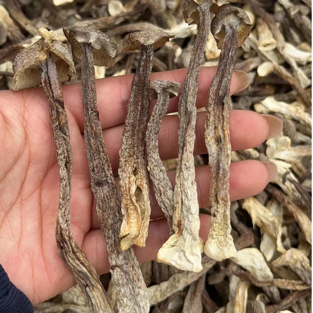 长白山美味鹿茸菇250g/500g