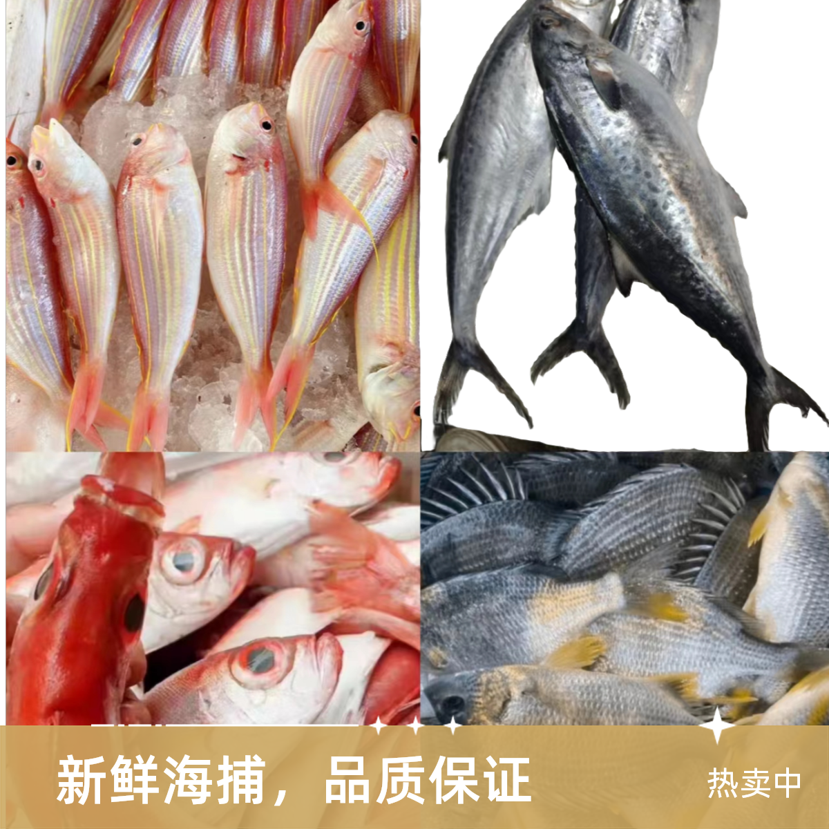 杂鱼海鱼链接以直播间为准汕尾港码头直发冷链包邮到家